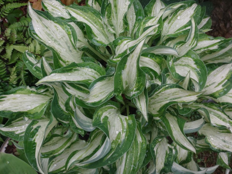 Hosta undulata "univittata" Wellblattfunkie grün-weiß in Bad Pyrmont