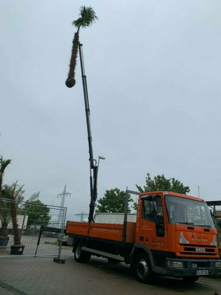 4 Meter hohe Hanfpalmen Trachycarpus winterhart bis -19°C in Ettenheim