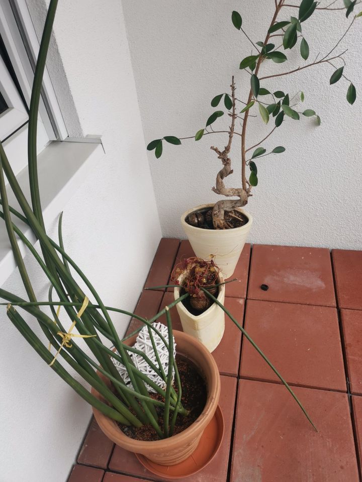 Zum Verkauf stehen Blumen. in Gelsenkirchen