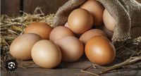 Frische Eier von glücklichen Hühnern Mecklenburg-Vorpommern - Lelkendorf Vorschau
