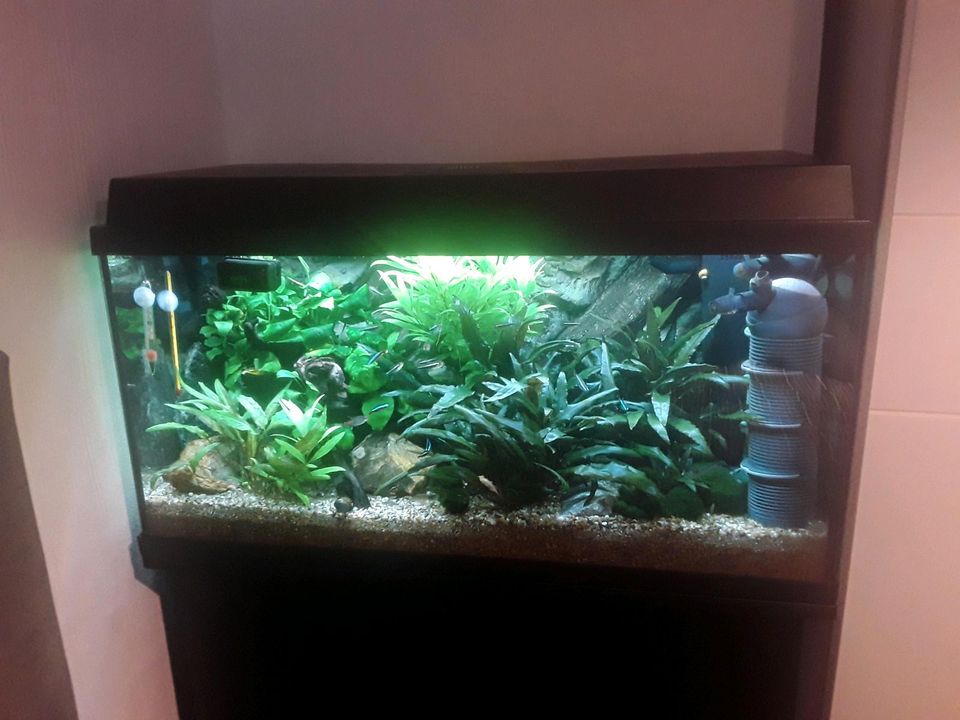 Aquarium Juwel 120 Liter mit 3D Rückwand in Witten