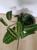 Pfeilwurz (Maranta Leuconeura) Leipzig - Probstheida Vorschau