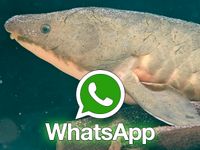 WhatsApp-Aquaristik-Aquarium-Gruppe Gießen, Mittelhessen und Umg. Hessen - Gießen Vorschau