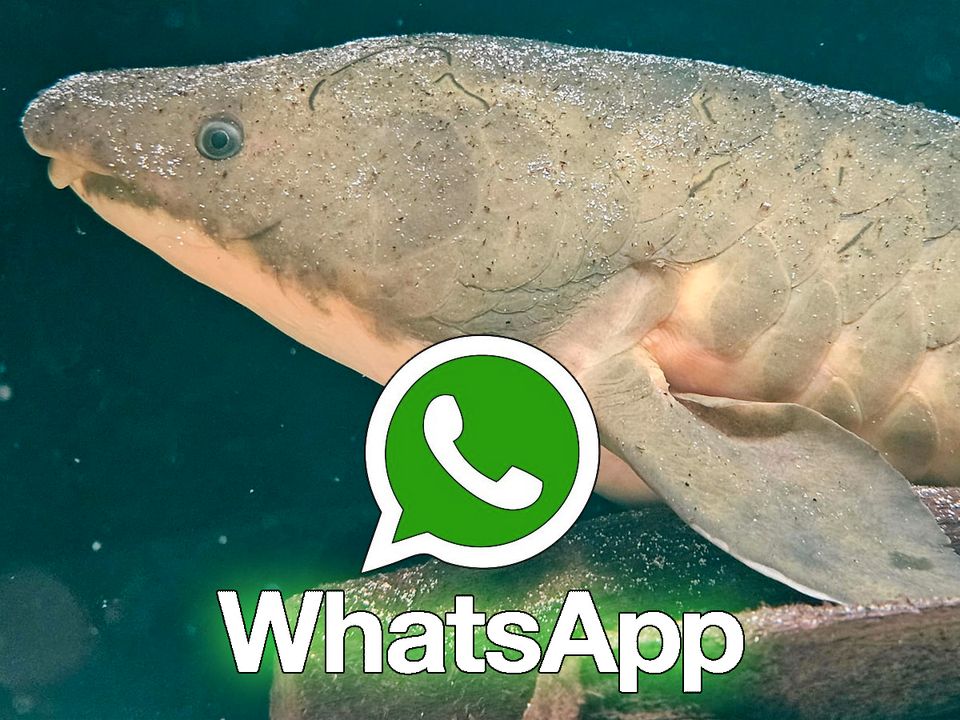 WhatsApp-Aquaristikgruppe Gießen, Mittelhessen und Umgebung in Gießen