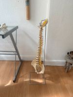 Flexible Wirbelsäule Anatomie Modell Berlin - Mitte Vorschau