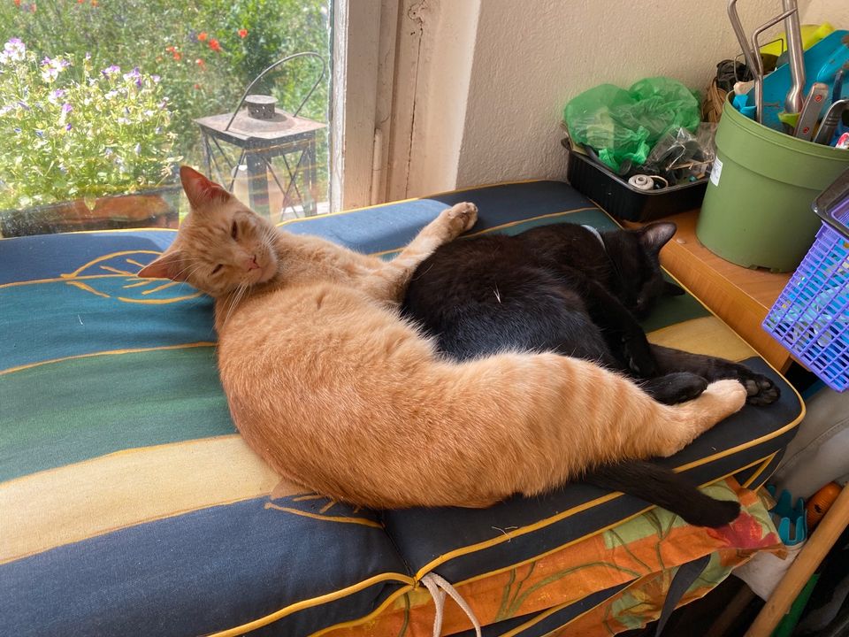 Wegen Umzug - Verschmustes Katzenpaar sucht neues Zuhause in Petersberg (Saalekreis)