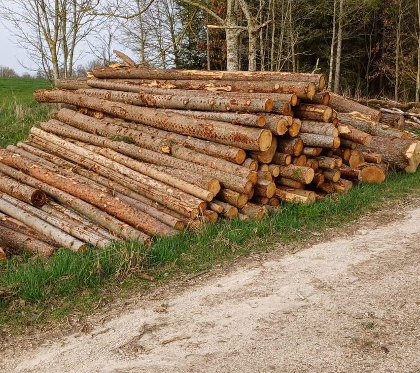 Brennholz Stammholz 4-6 Meter lang am liebsten Fichte u. Kiefer in Konzell