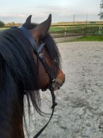 Nettes Pony sucht liebe Reitbeteiligung Kreis Pinneberg - Klein Offenseth-Sparrieshoop Vorschau