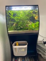 Fluval Flex 57L Nordrhein-Westfalen - Rheine Vorschau