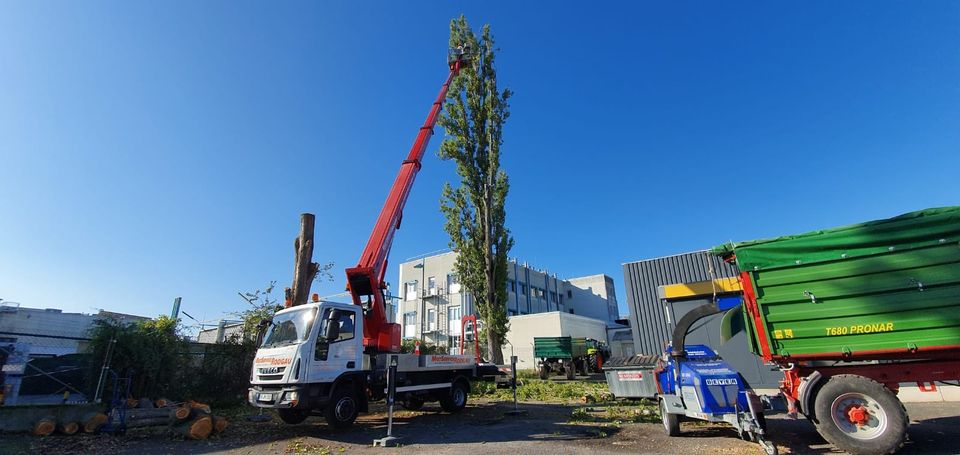 Baumpflege, Baumfällung, Seilklettertechnik, Arbeitsbühne in Hanau