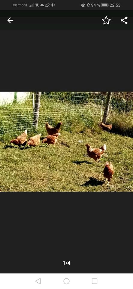 Frische Eier (keine BE) von Hühnern aus Freilandhaltung in Ortenburg