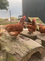 Hühner, Hennen Niedersachsen - Lilienthal Vorschau