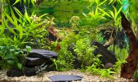 Verschiedene Aquarienpflanzen Nordrhein-Westfalen - Detmold Vorschau