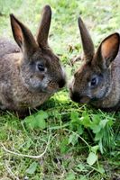 Hasen Kaninchen Babys suchen noch ein neues Zuhause❤️ Mecklenburg-Vorpommern - Hanshagen bei Greifswald Vorschau