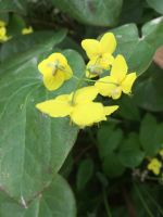 Elfenblume Pflanzen Leipzig - Schleußig Vorschau