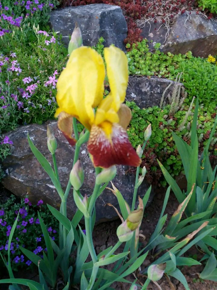 Sonderangebot: 10 Iris in verschiedenen Farben für 15€ in Meinhard