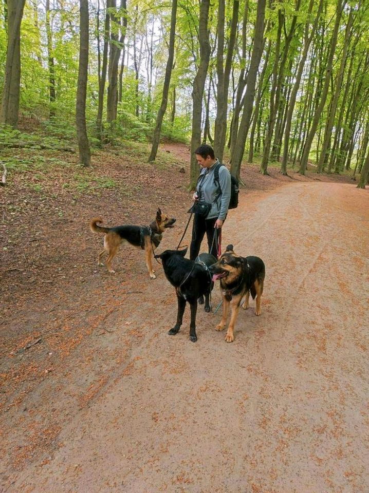 Gassi-Service, Gassiservice, Dogwalker, Hundebetreuung in Hamburg