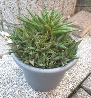 Haworthia limifolia ▪︎ große Pflanze Rheinland-Pfalz - Hauptstuhl Vorschau