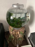 Biorb Kugelaquarium 60l Acrylglas Aquarium Nordrhein-Westfalen - Stadtlohn Vorschau