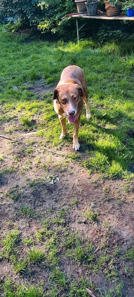 Seppi sucht einen Gnadenplatz in Ostercappeln