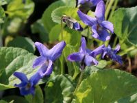 Blumen Veilchen lila Bodendecker Brandenburg - Neuenhagen Vorschau