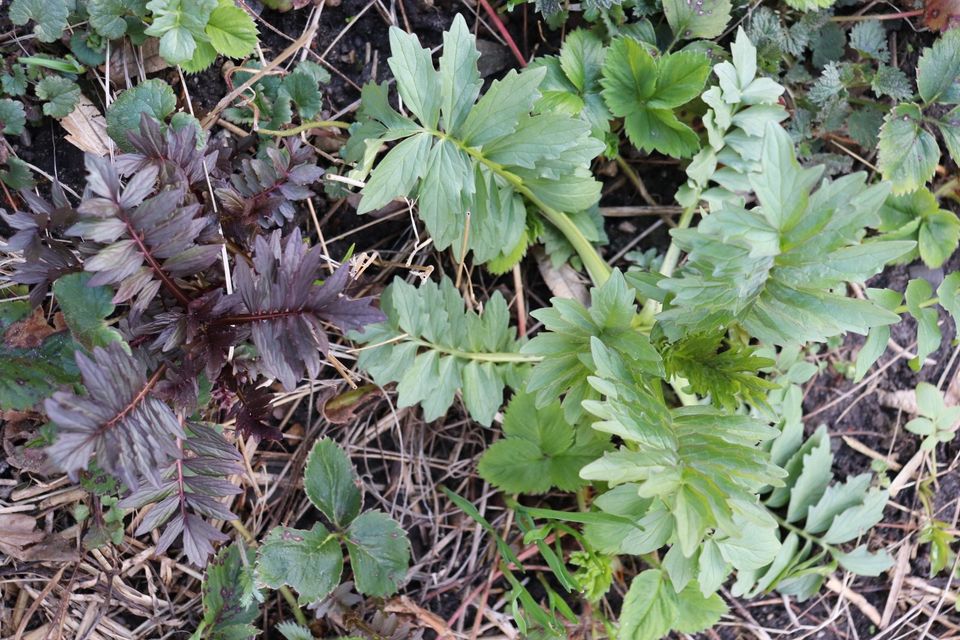 Estragon französischer scharf würzige Kräuter Staude winterhart in Beetzendorf