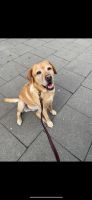 *** HUND ENTLAUFEN *** Labrador in Kirchwerder Bergedorf - Spadenland Vorschau