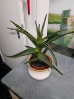 Aloe vera Zimmerpflanze Nürnberg (Mittelfr) - Eberhardshof Vorschau