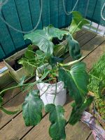 Philodendron Mottled Dragon Variegata Wandsbek - Hamburg Farmsen-Berne Vorschau