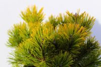 Wintergelbe Zwergbergkiefer 25-30cm - Pinus mugo Niedersachsen - Bad Zwischenahn Vorschau