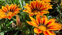 Gazanien - Mittagsgold Blumensamen Samen Niedersachsen - Wilhelmshaven Vorschau