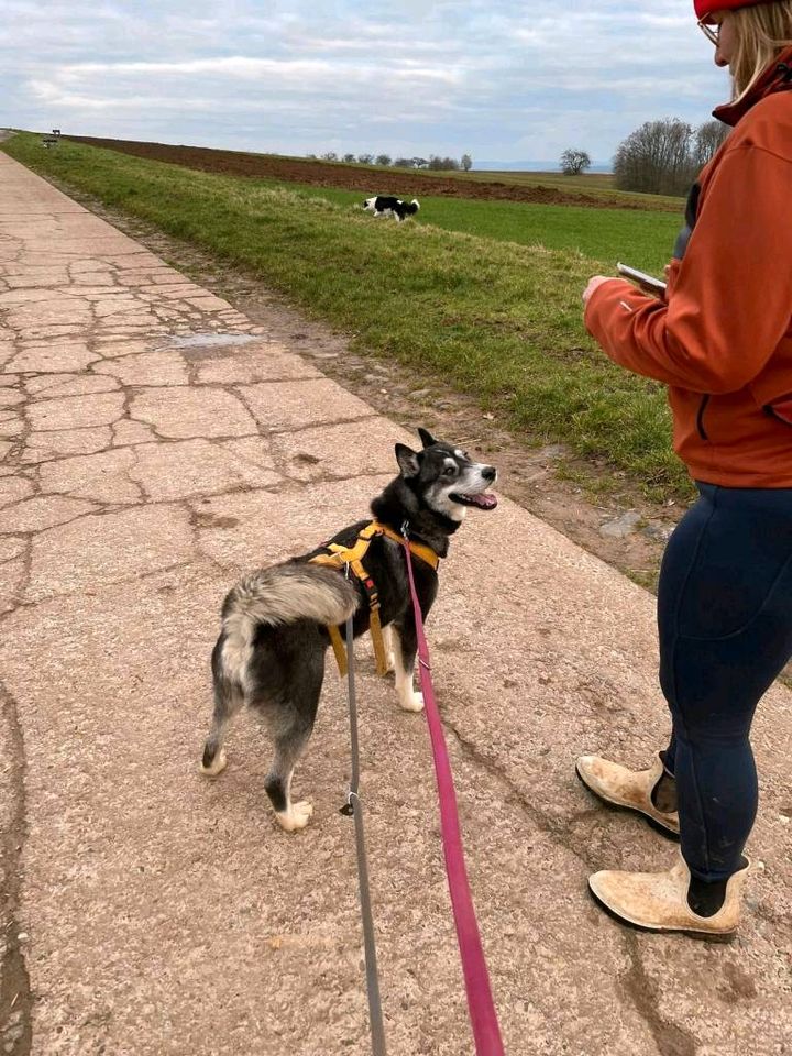 DOLCE Sibirian Husky Notfall Pflegestelle Hündin Tierschutz Hund in Neuberg