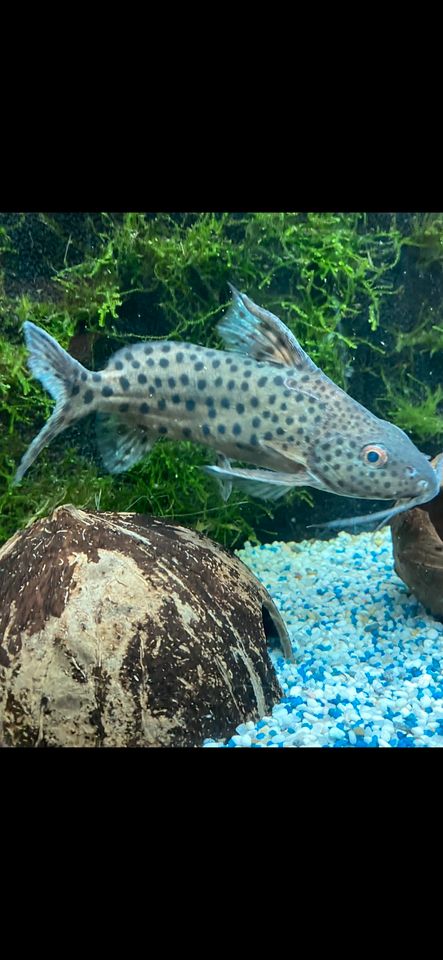 Synodontis Nigrita Schwarzer/Marmorierter Fiederbartwels 20cm in Barchfeld