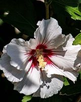 Hibiskus ableger in verschiedenen Höhen Brandenburg - Röderland Vorschau