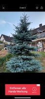 Tannenbaum zum Weihnachtsfest Nordrhein-Westfalen - Windeck Vorschau