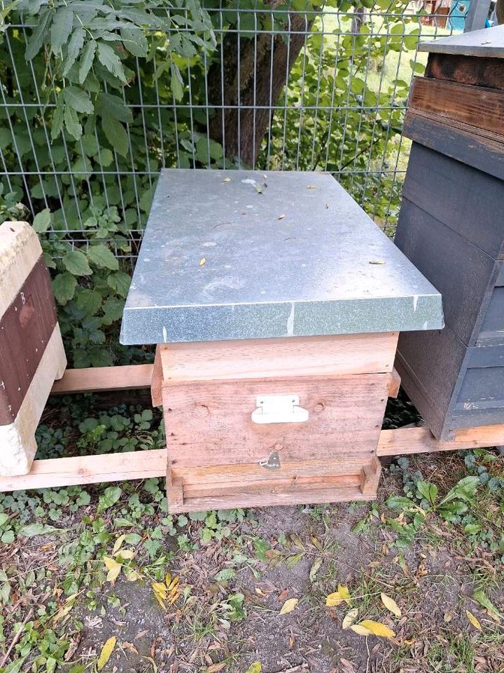 Bienen Herold Trogbeute Zander in Hatzfeld (Eder)
