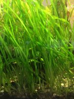 5 Vallisneria Asiatica Schraubenvallisneria Wasserpflanzen Bayern - Erding Vorschau