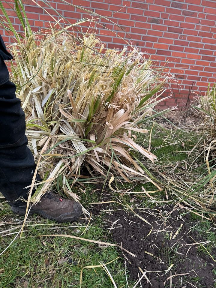 Amerikanisches Pampasgras Garten Sichtschutz Pflanze rosa weiß in Heiden