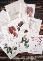 Hoya  botanical print Postcard Bremen - Neustadt Vorschau