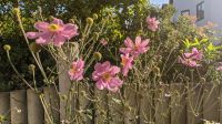 Herbst Anemone/ Rosa/ Pflanze/ Winterhart/ Mehrjährig Baden-Württemberg - Heilbronn Vorschau