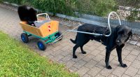 Puky-Bollerwagen mir Deichsel für Hunde Baden-Württemberg - Kressbronn am Bodensee Vorschau