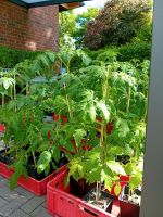 Tomaten-Paprika-Chili-Zucchini Pflanzen Nordrhein-Westfalen - Minden Vorschau