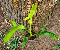 Philodendron Barrosoanum  Y22 Hessen - Obertshausen Vorschau