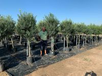 Olea Europaea Arbequina (Olivenbaum) ab12/16cm Stammumfang Nordrhein-Westfalen - Recklinghausen Vorschau