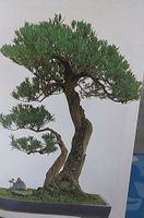 Bonsai für die Wohnungen Nordrhein-Westfalen - Mönchengladbach Vorschau