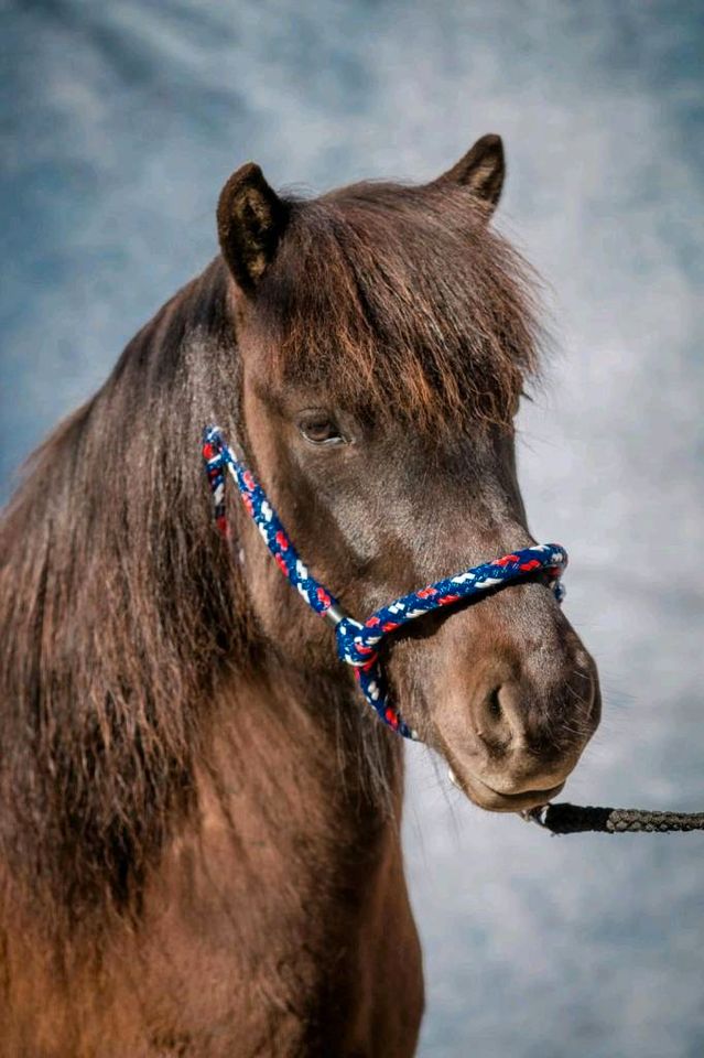 Islandwallach Isländer Islandpferd angeritten  aus 2019 in Küsten