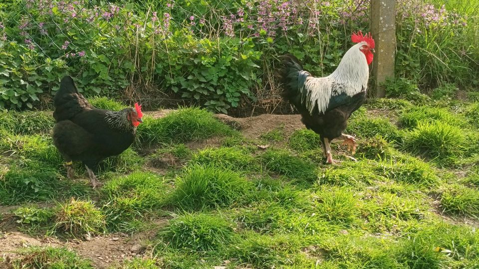 Bruteier Marans schwarz-silber in Hünfelden