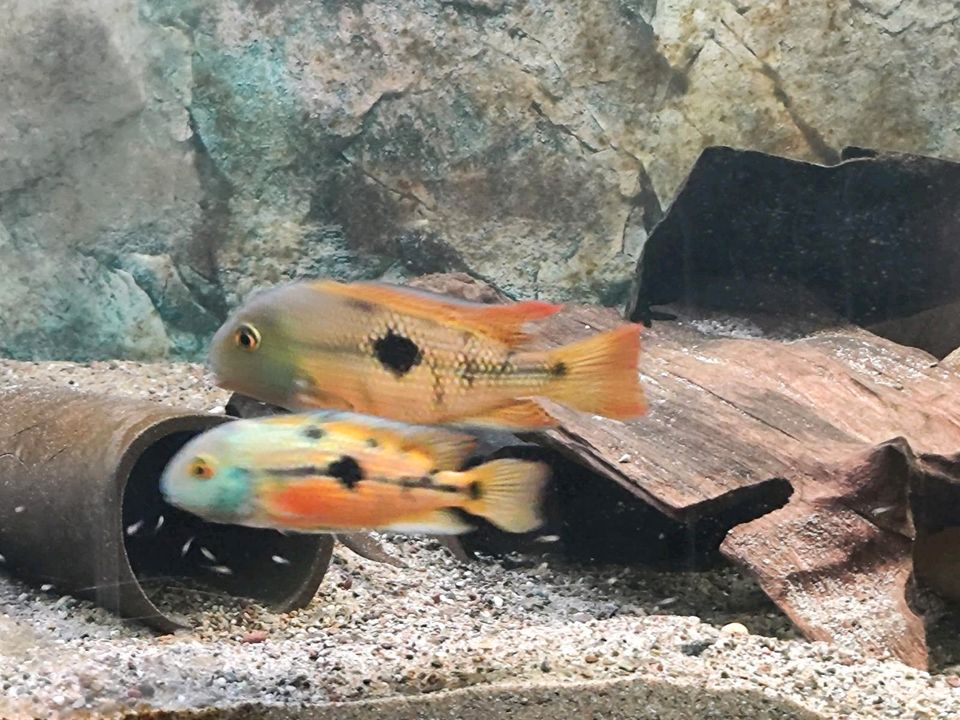 Nicaragua Traumbarsch (Hypsophrys nicaraguensis) in Allendorf