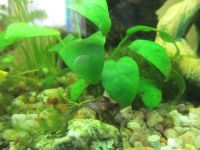 Aquarium Pflanze x 5 St. Anubias barteri mit Wurzeln Hessen - Kassel Vorschau