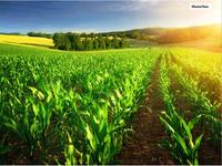 Provisionsfrei - schnell sein! Land- / Forstwirtschaft in 53343 Wachtberg Nordrhein-Westfalen - Wachtberg Vorschau